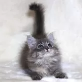 サイベリアン【奈良県・女の子・2024年4月29日・ブルートービー&ホワイト】の写真2「美人さんに育ちました♪」