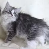 サイベリアン【奈良県・男の子・2024年4月29日・ブルータビー&ホワイト】の写真3「ペロッ!♪」