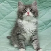 サイベリアン【奈良県・男の子・2023年5月9日・ブルータビー&ホワイト】の写真3「7/21撮影」