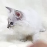 サイベリアン【奈良県・女の子・2025年5月5日・ブルーリンクスポイント ディープブルーアイ】の写真11