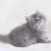 サイベリアン【奈良県・女の子・2025年8月8日・シルバータビー】の写真11