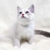 サイベリアン【奈良県・男の子・2025年5月5日・ブルーリンクスポイント&ホワイトディープブルーアイ】の写真12