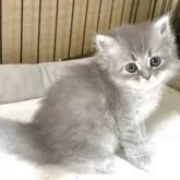 サイベリアン【奈良県・女の子・2025年8月8日・シルバータビー】の写真12「ちみっこい時」