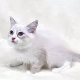 サイベリアン【奈良県・男の子・2025年5月5日・ブルーリンクスポイント&ホワイトディープブルーアイ】の写真14