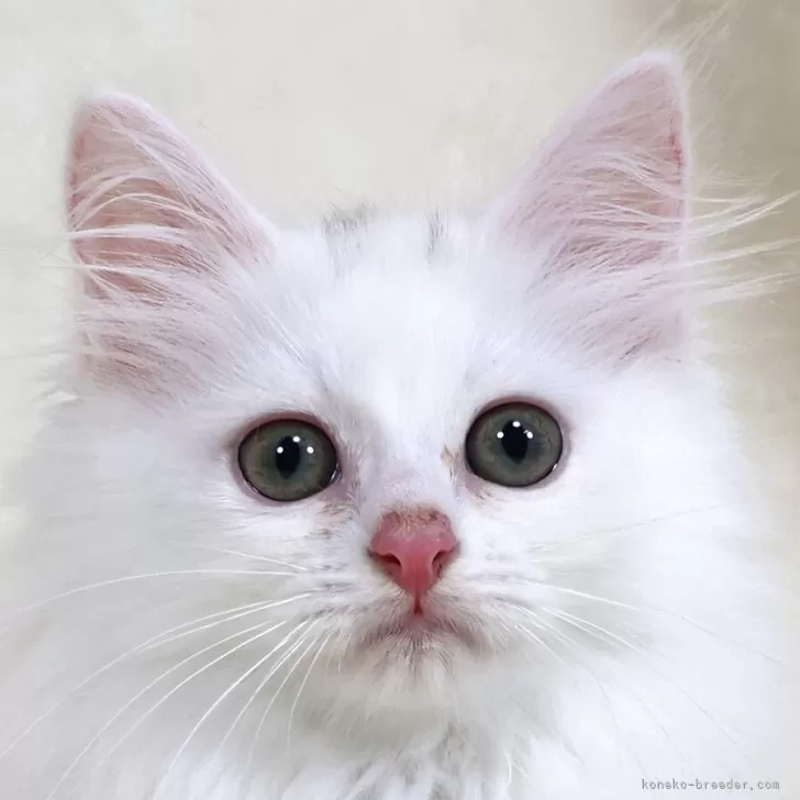 ID：2507-02854の子猫