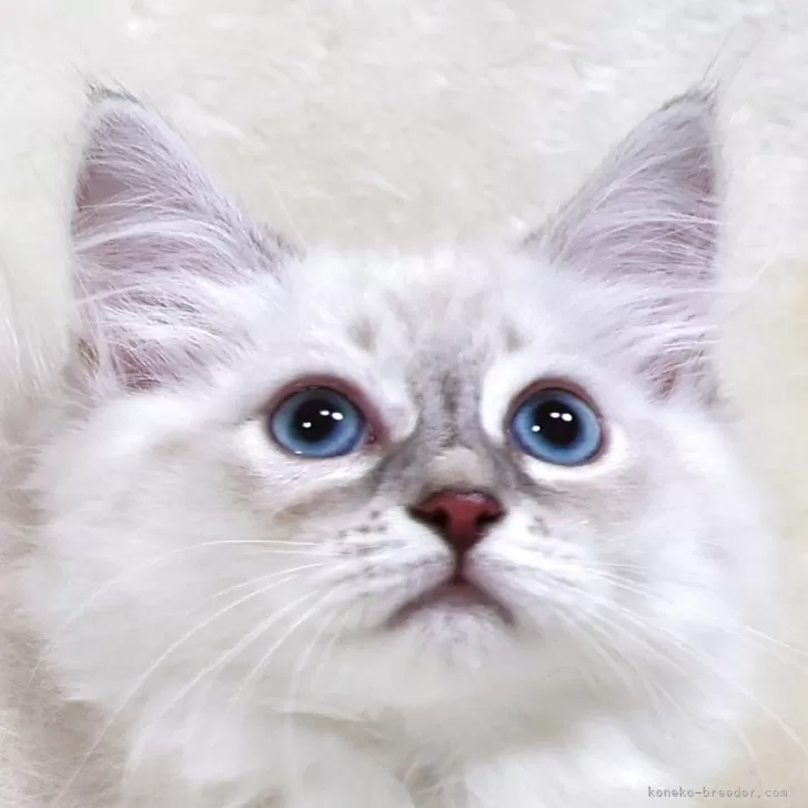 サイベリアン【奈良県・女の子・2025年5月5日・ブルーリンクスポイント ディープブルーアイ】の写真1