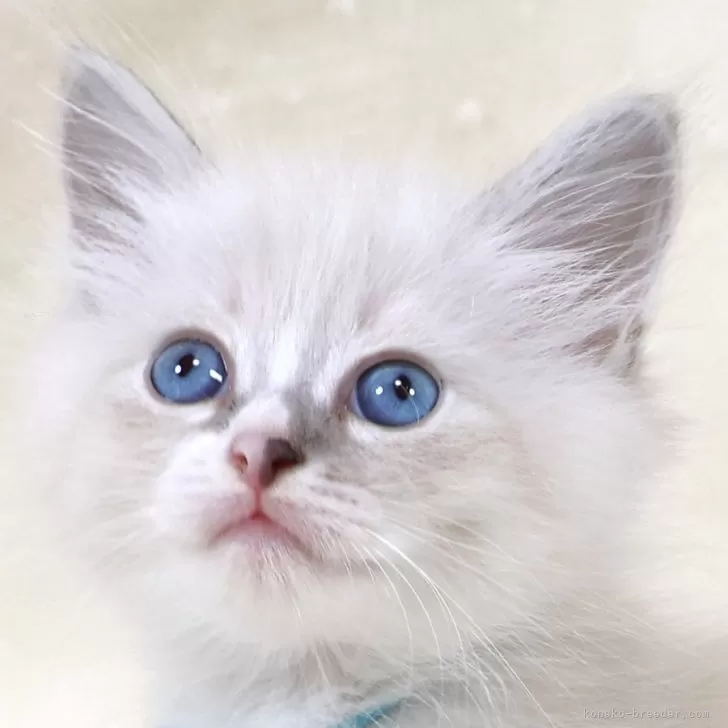 ID：2509-01594の子猫