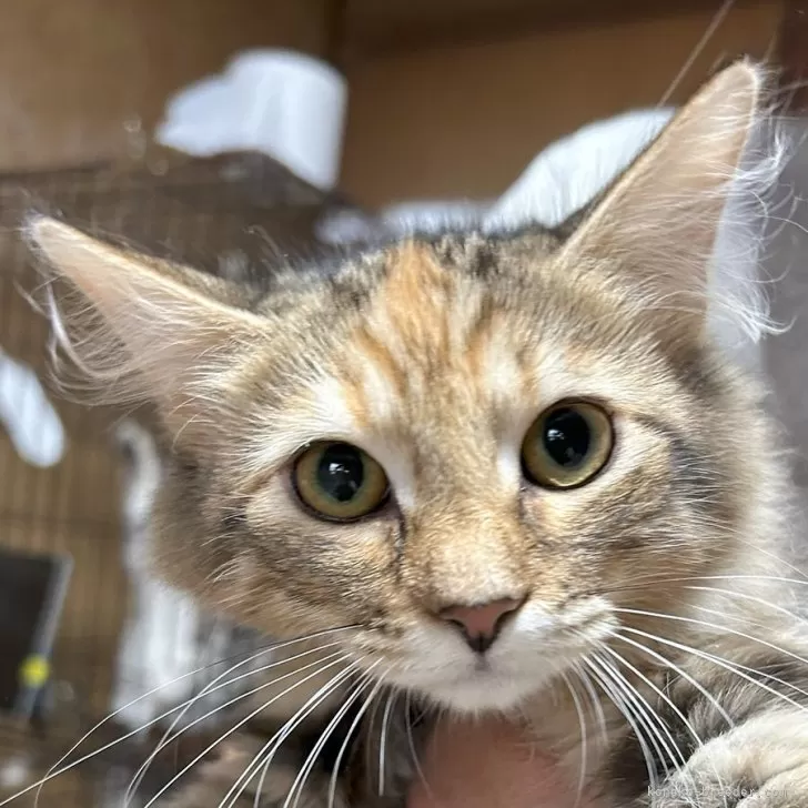 ID:2509-01164の子猫