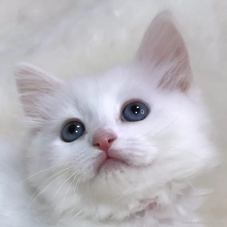 ID:2502-00260の子猫