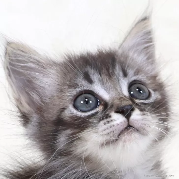 ID：2509-01593の子猫