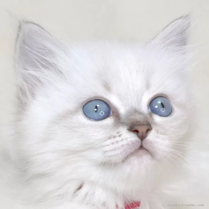 ID:2504-00262の子猫