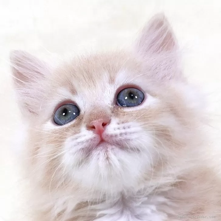 サイベリアン【奈良県・男の子・2025年8月8日・クリームマッカレルタビー&amp;ホワイト】の写真1