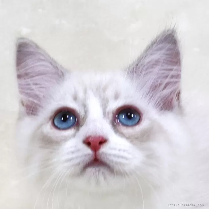 サイベリアン【奈良県・男の子・2025年5月5日・ブルーリンクスポイント&amp;ホワイトディープブルーアイ】の写真1