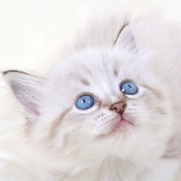 サイベリアン【奈良県・男の子・2025年8月18日・ブルーリンクスポイント&ホワイト】の写真「むちゃ陽気な性格のディープブルーアイな男の子」