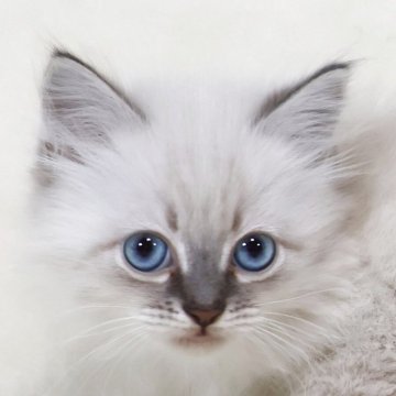 サイベリアン【奈良県・男の子・2026年1月6日・ブルーリンクスポイント】の写真「父外産（ロシア）WCFch・母外産（ロシア）直娘」