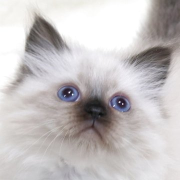 サイベリアン【奈良県・男の子・2025年10月11日・シールポイント ディープブルーアイ】の写真「父外産・祖父外産WCFch.パパ譲りの穏やかな性格」