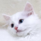 サイベリアン