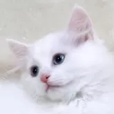サイベリアン