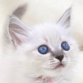 サイベリアン