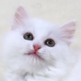 サイベリアン