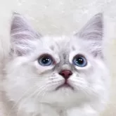 サイベリアン