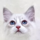サイベリアン