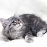 サイベリアン【奈良県・女の子・2025年5月12日・シルバークラシックタビー】の写真2