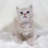 サイベリアン【奈良県・男の子・2025年8月8日・クリームマッカレルタビー&ホワイト】の写真4