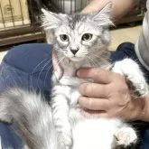 サイベリアン【奈良県・女の子・2025年4月19日・シルバーマッカレルタビー】の写真3「額の左側にちょっとだけ茶色があります。」