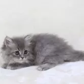 サイベリアン【奈良県・女の子・2025年8月8日・シルバータビー】の写真4