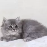 サイベリアン【奈良県・女の子・2025年8月8日・シルバータビー】の写真5