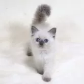 サイベリアン【奈良県・女の子・2025年10月11日・ブルーポイント ディープブルーアイ】の写真4