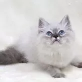 サイベリアン【奈良県・男の子・2025年5月6日・ブルーリンクスポイント ディープブルーアイ】の写真4