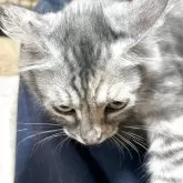 サイベリアン【奈良県・女の子・2025年4月19日・シルバーマッカレルタビー】の写真5「額の左側にちょっとだけ茶色があります。」