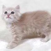 サイベリアン【奈良県・男の子・2025年8月8日・クリームマッカレルタビー&ホワイト】の写真8