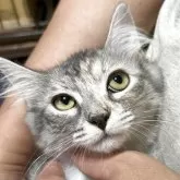 サイベリアン【奈良県・女の子・2025年4月19日・シルバーマッカレルタビー】の写真6「額の左側にちょっとだけ茶色があります。」