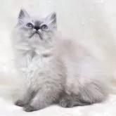 サイベリアン【奈良県・男の子・2025年5月6日・ブルーリンクスポイント ディープブルーアイ】の写真6