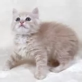 サイベリアン【奈良県・男の子・2025年8月8日・クリームマッカレルタビー&ホワイト】の写真5