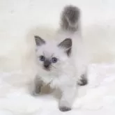 サイベリアン【奈良県・女の子・2025年10月11日・ブルーポイント ディープブルーアイ】の写真6