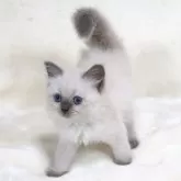 サイベリアン【奈良県・女の子・2025年10月11日・ブルーポイント ディープブルーアイ】の写真5