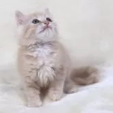 サイベリアン【奈良県・男の子・2025年8月8日・クリームマッカレルタビー&ホワイト】の写真6