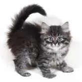 サイベリアン【奈良県・女の子・2025年10月19日・ブラウンタビー&ホワイト】の写真8「しっぽピン！があらわす性格の良さ！」