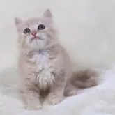 サイベリアン【奈良県・男の子・2025年8月8日・クリームマッカレルタビー&ホワイト】の写真2