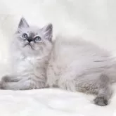 サイベリアン【奈良県・男の子・2025年5月6日・ブルーリンクスポイント ディープブルーアイ】の写真8