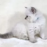 サイベリアン【奈良県・男の子・2025年10月30日・ブルーリンクスポイント ディープブルーアイ】の写真9