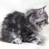 サイベリアン【奈良県・女の子・2025年5月12日・シルバークラシックタビー】の写真9