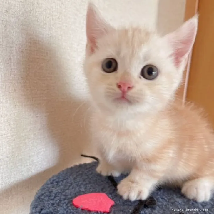 ID:2309-03078の子猫