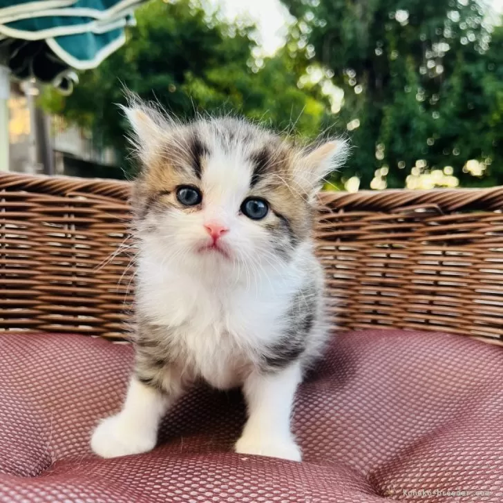 ID:2406-00099の子猫