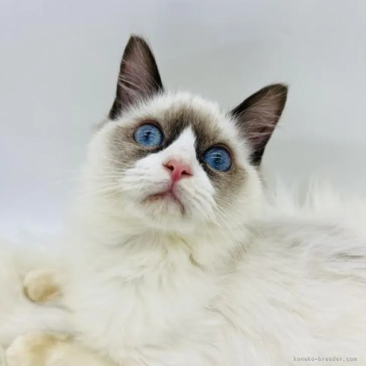 ID:2301-00687の子猫