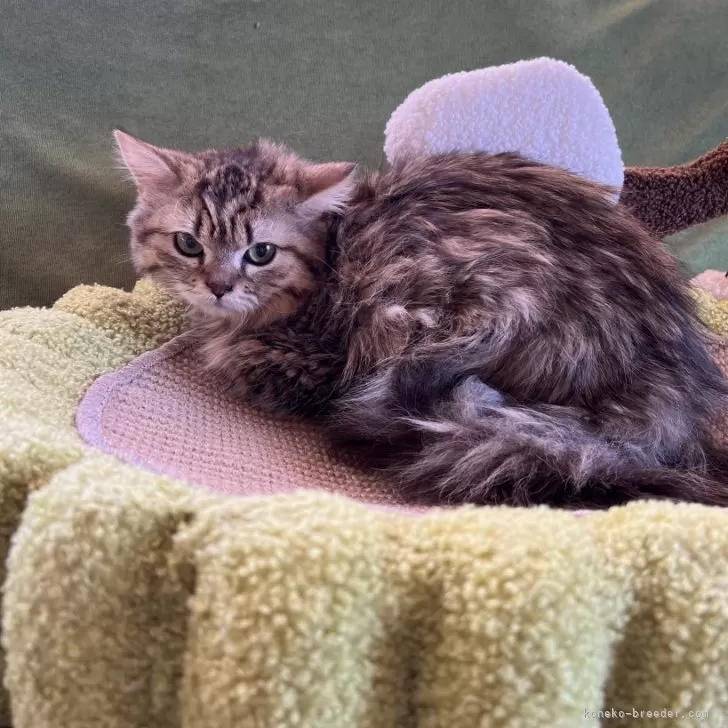 ID:2310-01598の子猫